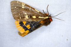 Arctia parthenos