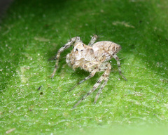 Oxyopes