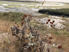 Eriogonum latifolium