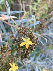 Hypericum tetrapterum