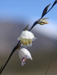 Gladiolus patersoniae