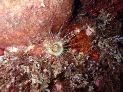 Cerianthus membranaceus