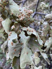 Neuroterus numismalis