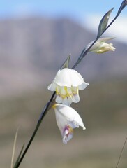 Gladiolus patersoniae