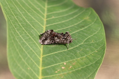 Syngrapha interrogationis