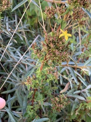 Hypericum tetrapterum