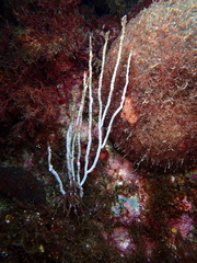 Eunicella singularis