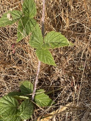 Rubus ursinus