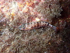 Serranus cabrilla