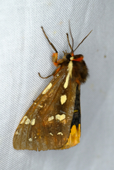 Arctia parthenos