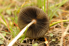 Parasola auricoma