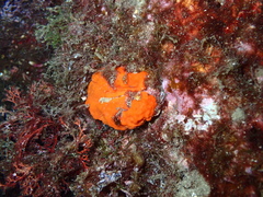 Arca noae