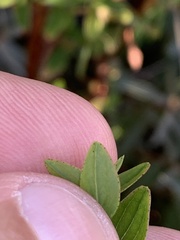 Hypericum tetrapterum