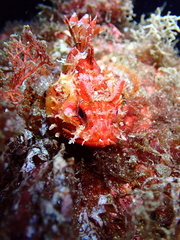 Scorpaena porcus
