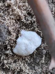 Tubifera