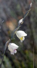Gladiolus patersoniae