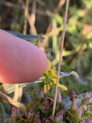 Hypericum tetrapterum