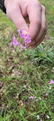 Desmodium ciliare