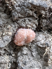 Tubifera