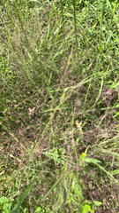 Eragrostis spectabilis