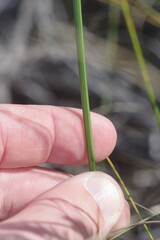 Gladiolus patersoniae