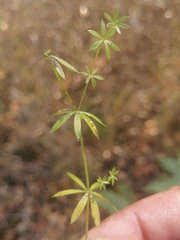 Galium mollugo