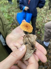 Marasmius siccus