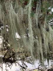 Usnea longissima