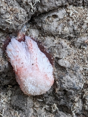 Tubifera