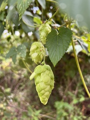 Humulus