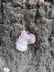 Tubifera