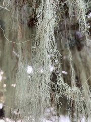 Usnea longissima