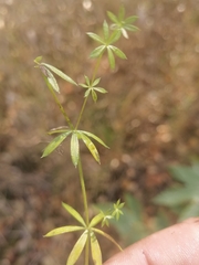 Galium mollugo