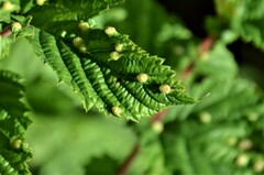 Dasineura ulmaria