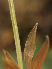 Galium mollugo