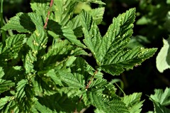 Dasineura ulmaria