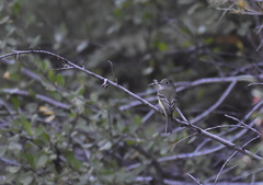 Empidonax minimus