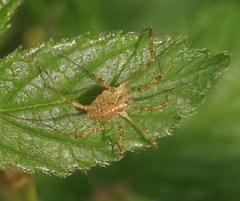 Paroligolophus agrestis