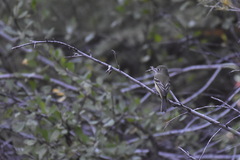 Empidonax minimus