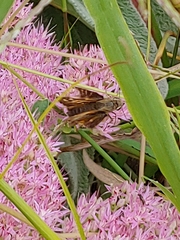 Atalopedes campestris