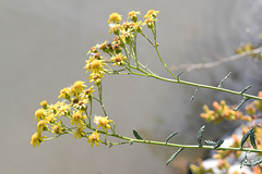 Senecio pterophorus