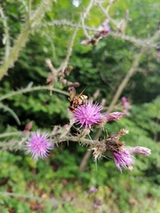 Volucella inanis