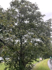 Castanea mollissima