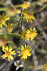Senecio pterophorus