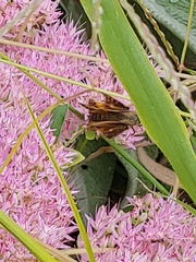 Atalopedes campestris