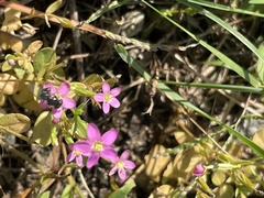 Centaurium pulchellum