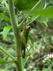 Orchelimum pulchellum