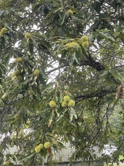Castanea mollissima