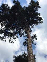 Pinus nigra