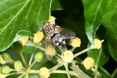 Tachinidae